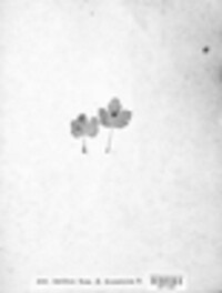 Puccinia phragmitis image